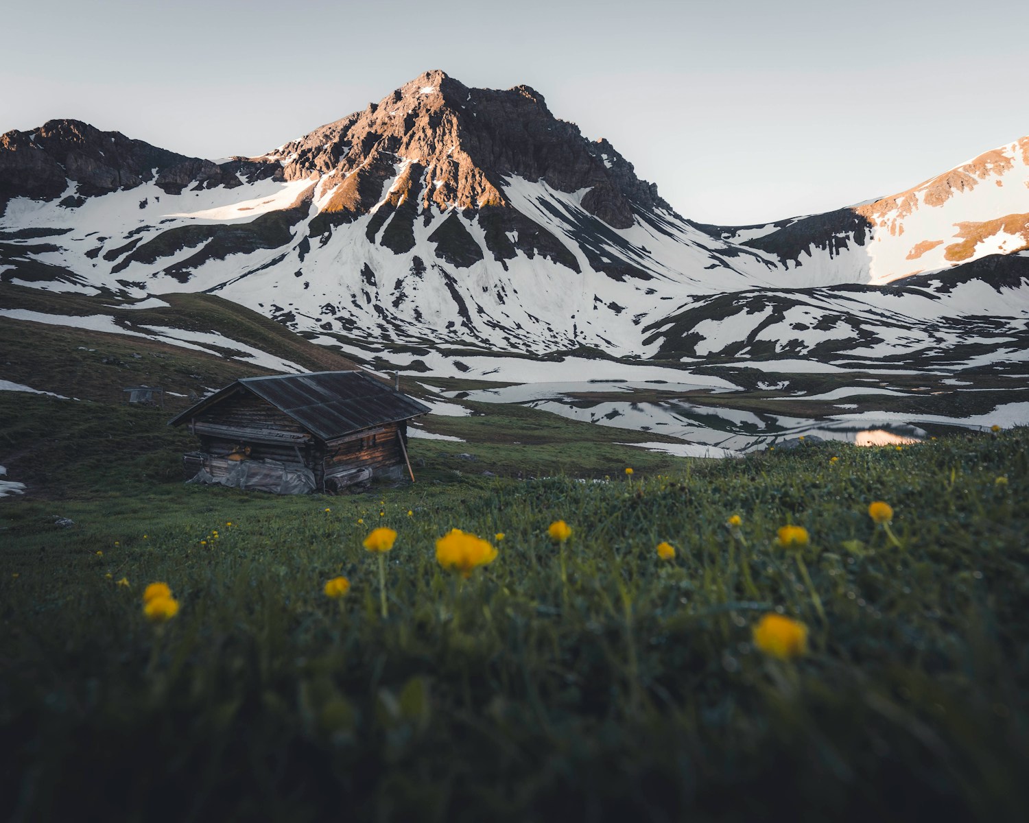 A cabin sits before snowy mountains and wildflowers.